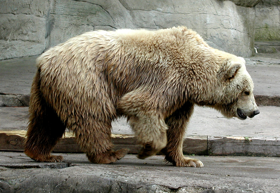 Bear