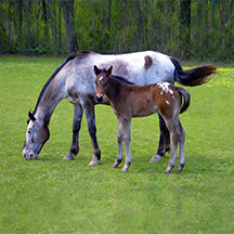 Brown%20Sugar2%20copy%202